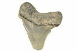 Serrated Angustidens Tooth - Megalodon Ancestor #273859-1